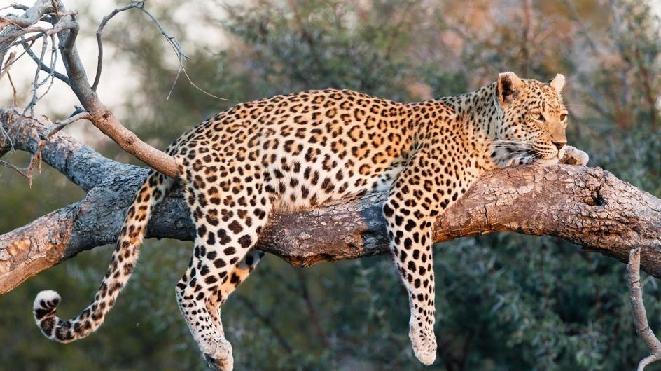 fakta tentang macan tutul